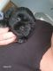 Shih Tzu Puppies for sale in South Bend, IN, USA. price: NA