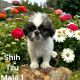 Shih Tzu Puppies for sale in Scottsville, KY 42164, USA. price: $600