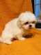 Shih Tzu Puppies for sale in Calhoun, GA, USA. price: NA