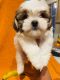 Shih Tzu Puppies for sale in Calhoun, GA, USA. price: NA