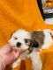 Shih Tzu Puppies for sale in Calhoun, GA, USA. price: $1,500