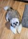 Shih Tzu Puppies for sale in Kettering, OH, USA. price: NA
