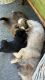 Shih Tzu Puppies for sale in Laceys Spring, AL 35754, USA. price: $800