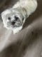 Shih Tzu Puppies for sale in Methuen, MA 01844, USA. price: $1,000