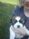 Shih Tzu Puppies for sale in 2752 Cowpens Pacolet Rd, Spartanburg, SC 29307, USA. price: $550