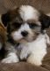 Shih Tzu Puppies for sale in Beaufort, SC, USA. price: NA