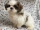 Shih Tzu Puppies for sale in Jonestown, TX, USA. price: $500