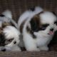 Shih Tzu Puppies for sale in Netawaka, KS 66516, USA. price: NA