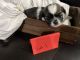 Shih Tzu Puppies for sale in Spirit Lake, IA 51360, USA. price: NA
