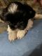 Shih Tzu Puppies for sale in Dallas-Fort Worth Metropolitan Area, TX, USA. price: $650