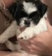 Shih Tzu Puppies for sale in Oak Point, TX 75068, USA. price: $1,500