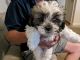 Shih Tzu Puppies for sale in Greensboro, NC, USA. price: $650