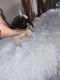 Shih Tzu Puppies for sale in Fort Mill, SC, USA. price: $1,300
