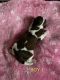 Shih Tzu Puppies for sale in Dixon, IL 61021, USA. price: NA