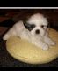 Shih Tzu Puppies for sale in Huntsville, AL, USA. price: $1,200