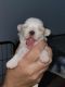 Shih Tzu Puppies for sale in Cocoa, FL, USA. price: $1,400