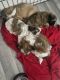 Shih Tzu Puppies for sale in Watervliet, MI 49098, USA. price: NA