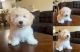 Shih Tzu Puppies for sale in Orange, CA, USA. price: $500