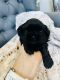 Shih Tzu Puppies for sale in Goodyear, AZ 85338, USA. price: NA