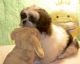 Shih Tzu Puppies for sale in Harvey, IL, USA. price: $1,500