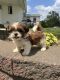 Shih Tzu Puppies for sale in Topeka, IN 46571, USA. price: $550