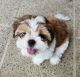 Shih Tzu Puppies for sale in Jacksonville, FL, USA. price: $2,700
