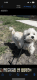 Shih Tzu Puppies for sale in Princeton, TX 75407, USA. price: NA