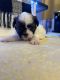 Shih Tzu Puppies for sale in 137 Athens Dr, Winston-Salem, NC 27105, USA. price: $2,500