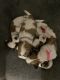 Shih Tzu Puppies for sale in Charlotte, NC, USA. price: $1,575