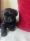 Shih Tzu Puppies for sale in Winston-Salem, NC 27105, USA. price: $1,200