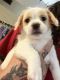 Shih Tzu Puppies for sale in Belle Center, OH 43310, USA. price: NA