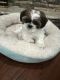 Shih Tzu Puppies for sale in Montgomery, TX, USA. price: NA