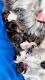 Shih Tzu Puppies for sale in Visalia, CA, USA. price: $600