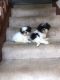 Shih Tzu Puppies for sale in Union City, GA, USA. price: $900
