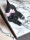 Shih Tzu Puppies for sale in Clarksville, TN 37042, USA. price: $1,200