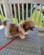 Shih Tzu Puppies for sale in Lynbrook, NY 11563, USA. price: $3,500