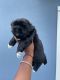 Shih Tzu Puppies for sale in Jacksonville, FL, USA. price: $1,500