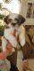 Shih Tzu Puppies for sale in Murrieta, CA, USA. price: $1,800