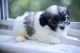 Shih Tzu Puppies for sale in Bayonne, NJ, USA. price: $990