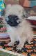 Shih Tzu Puppies for sale in Wisconsin Dells, WI, USA. price: $500