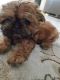 Shih Tzu Puppies for sale in North Port, FL, USA. price: $1,800