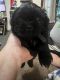 Shih Tzu Puppies for sale in DeSoto, TX 75115, USA. price: $1,200