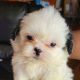 Shih Tzu Puppies for sale in Chicago, IL, USA. price: $875