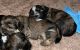 Shih Tzu Puppies for sale in Fairburn, GA, USA. price: $800