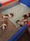 Shih Tzu Puppies for sale in Cape Coral-Fort Myers, FL, FL, USA. price: $1,500