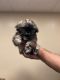 Shih Tzu Puppies for sale in Sterling Heights, MI 48310, USA. price: $1,300