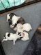 Shih Tzu Puppies for sale in Rockmart, GA 30153, USA. price: $2,000
