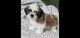 Shih Tzu Puppies for sale in Murrieta, CA, USA. price: NA