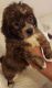 Shih Tzu Puppies for sale in Albany, NY 12209, USA. price: $300