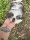 Shih Tzu Puppies for sale in Toccoa, GA 30577, USA. price: $80,000